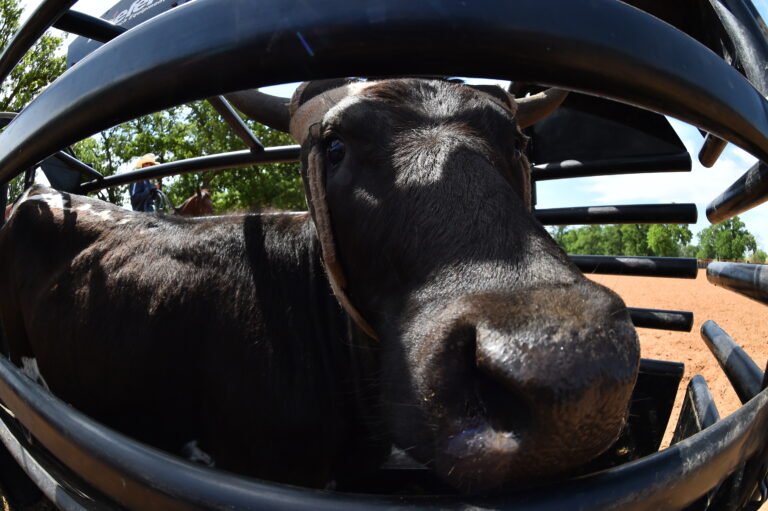 Roping Steer