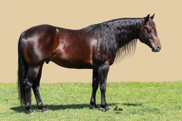 full body conformation photo of bay stallion Bobby Glo Harlan