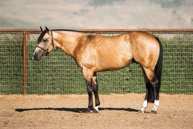 Conformation profile of buckskin stallion Bringin' The Luck
