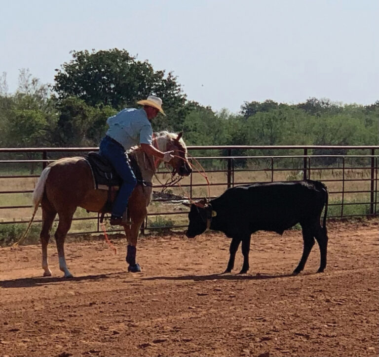 From the saddle, team roper Cade Rice takes the head rope off a steer.