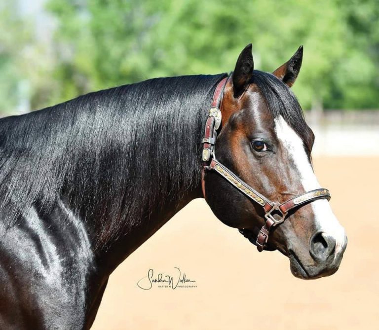 profile headshot of bay stallion with a white blaze Charlie Truckin Chex