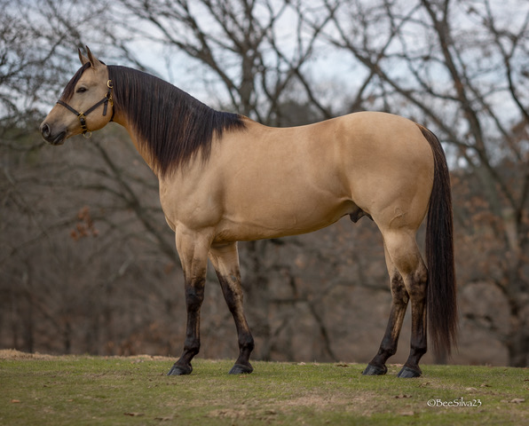 Dreamy JJ stallion