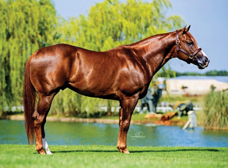 Full body profile conformation shot of sorrel stallion HP Dash Ta Fiesta