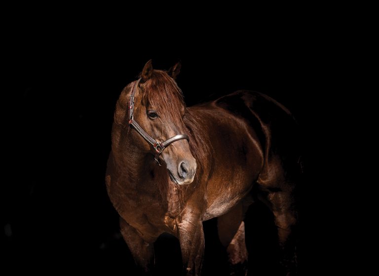 Three-quarter profile of red roan stallion The Metallic Patron