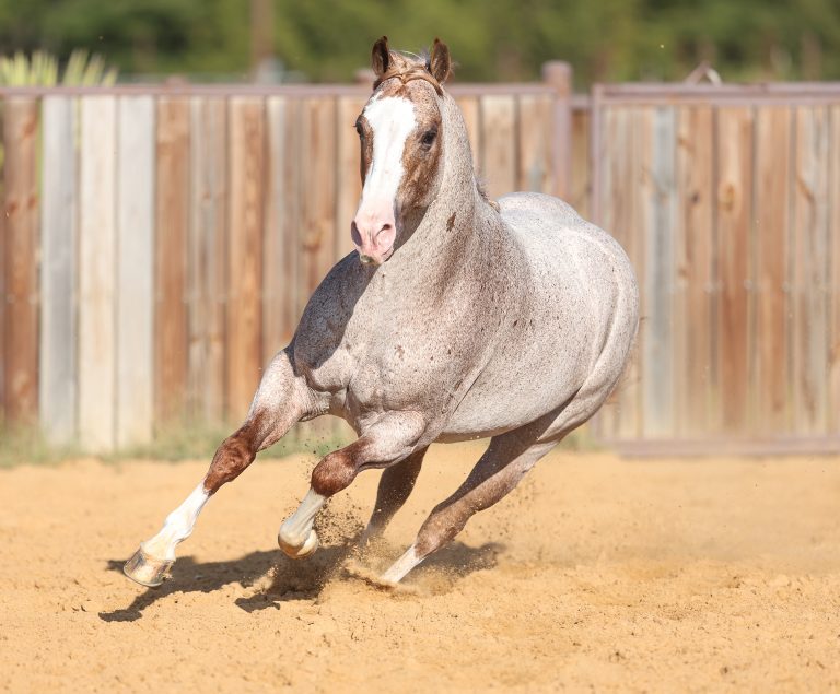 Red roan stallion Metallic Cattack galloping in arena