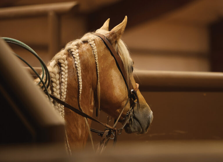 3/4 closeup profile of palomino horse with braided mane in roping box