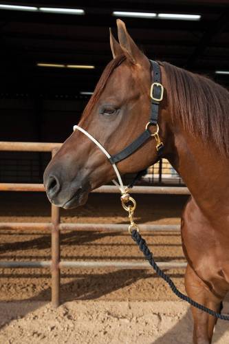 Professional’s Choice Rope Nose Nylon Halter