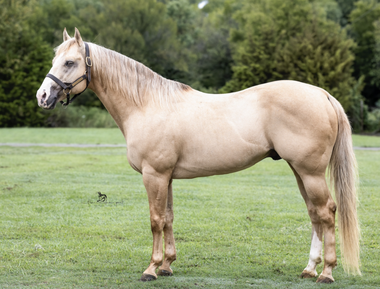 conformation shot of Born Ta Be Famous, a palomino stallion