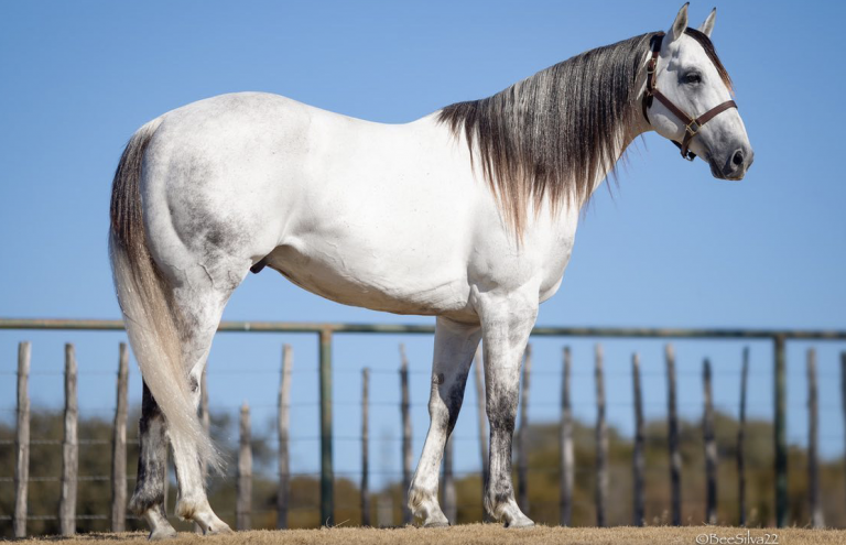 2023 breeders guide BR Golden Leader _ Bee Silva photo