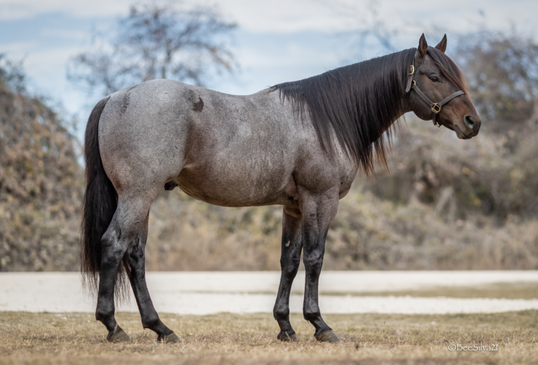 2023 breeders guide heza fiery fling_Bee Silva