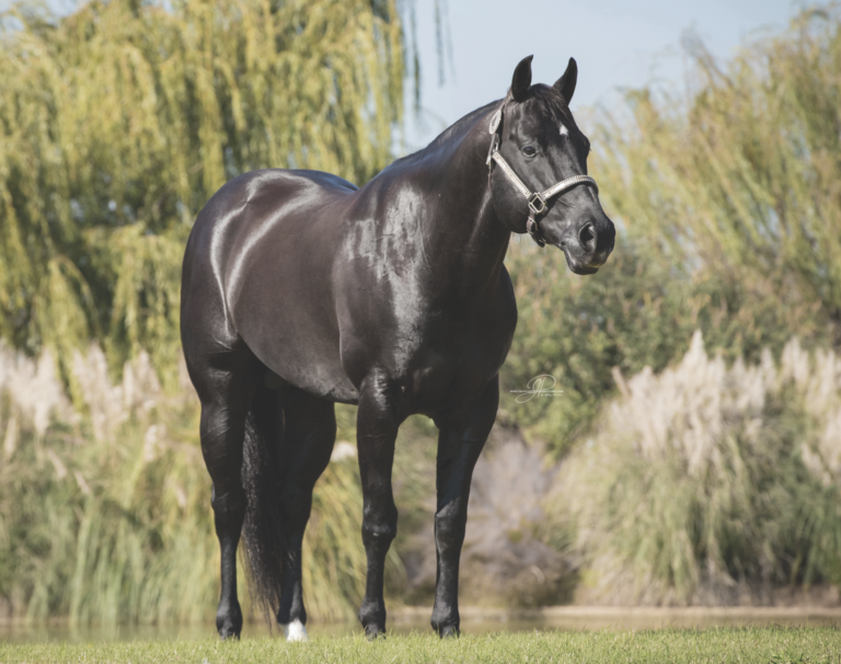 2023-breeders-guide-slick-by-design_Impulse-Photography