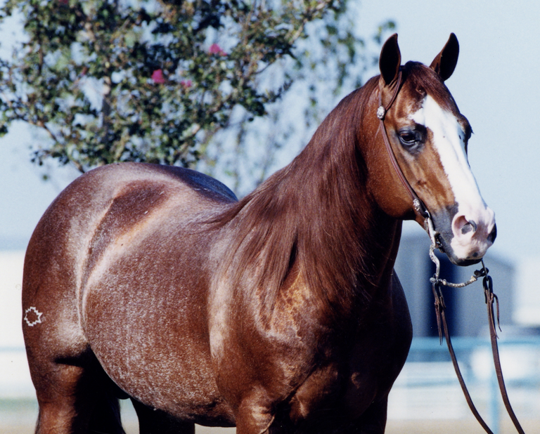 2023 breeders guide smart chic olena ad feature crop