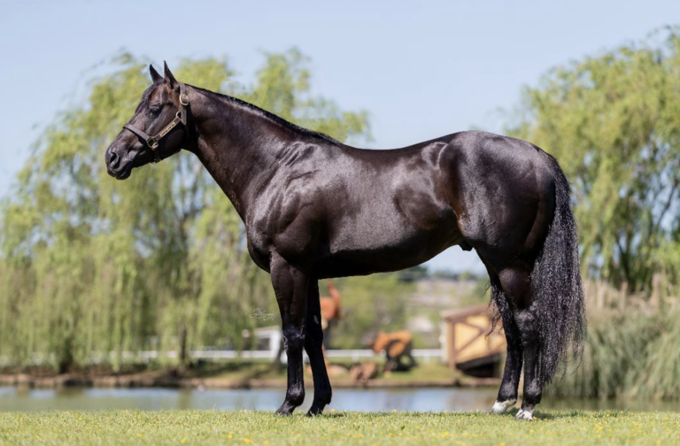2023-breeders-guide-winners-version-_-impulse-photography