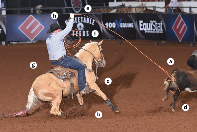 Douglas Rich heeling on palomino Time Toget Wreckless at the 2023 Riata Buckle Open