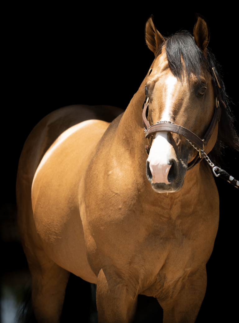 Promise Of The Sun Stallion